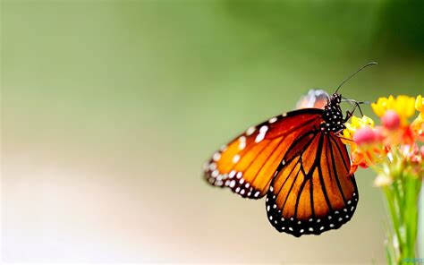 Beautiful bouquets in purple tones. Colorful Butterfly ~ Free Wallpapers, Best Wallpapers