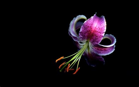 Download hd wallpapers for free on unsplash. Menakjubkan 24+ Wallpaper Hd Bunga Daun - Gambar Bunga HD