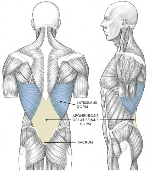 Torso Muscle Anatomy Drawing Greg Opalinski Torso Anatomy Drawing