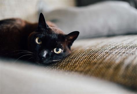 3840x2646 Black Cat Cat Cat Eyes Couch Eyes Pet Resting Sofa