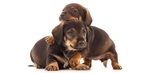 1 Dachshund Puppies For Sale In Sacramento Ca