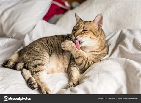 Lazy Funny Tabby Cat Wash Stay Bed Home Stock Photo By ©elwynn 221459434
