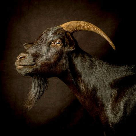 Matthew The Goat In Real Life By Ramonle On Deviantart