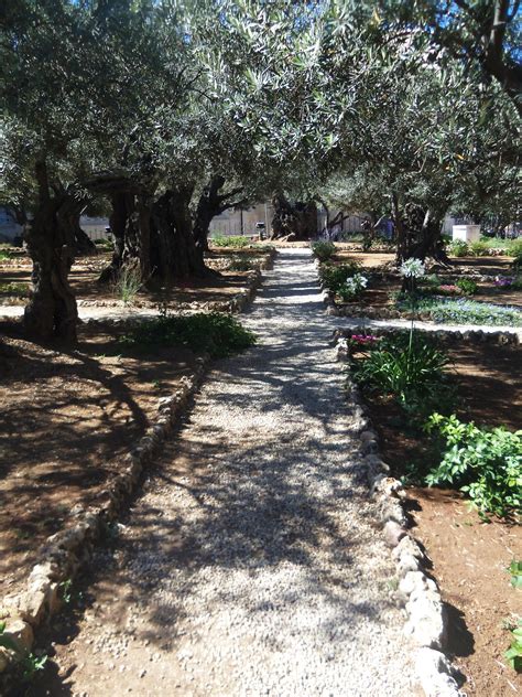 Experience Israel Garden Of Gethsemane Israel Tours Places To See
