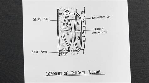 This animation demonstrates the stages of mitosis in an animal cell. How To Draw Phloem Tissue || Pholem Tissue Diagram Step By ...