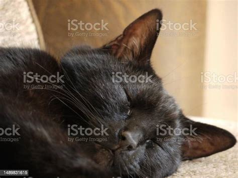 Black Cat Sleeping Stock Photo Download Image Now Animal Animal