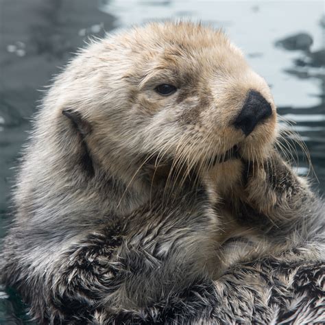 Otters use their dung—known as spraint—to communicate with other otters. Sea otters | Seattle Aquarium
