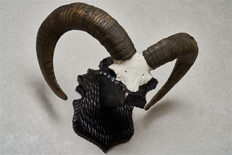 Mouflon Ram Taxidermy Horns Mount Wild Sheep Mounted Horns Etsy