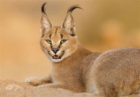 Caracal Hd Background