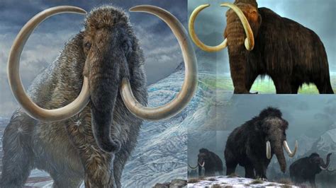 Woolly Mammoths Dna వేల సంవత్సరాల క్రితం అంతరించిపోయిన భారీ ఏనుగులను తిరిగి సృష్టించే యత్నాలు