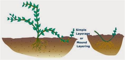 Grade 5 Science Notes A Sexual Reproduction In Plants Using Layering