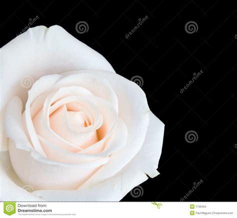 White Rose Isolated Stock Photo Image Of Copy Close 1730454