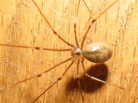 Bugblog Pholcidae Cellar Spiders