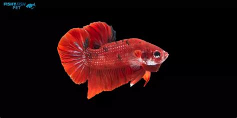 Fat Betta Fish A Care Guide For Overweight Bettas 2024