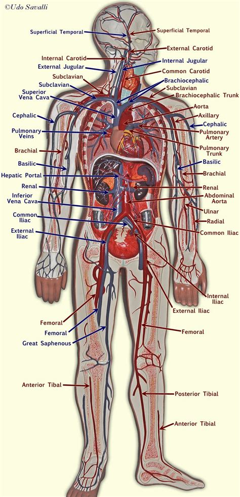 Anatomy Label Major Arteries And Veins Circulatory System Model All
