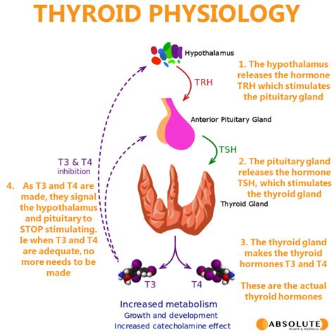Healthy Thyroid Function A Review Of Anatomy And Physiology Absolute Health And Wellness