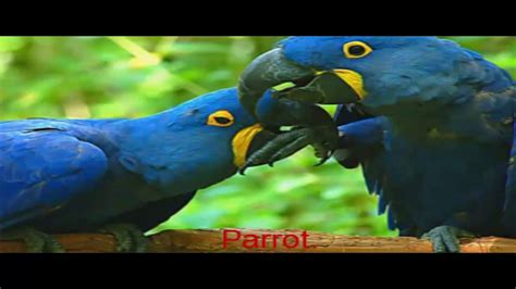 Beautiful Birds Images With Name Youtube