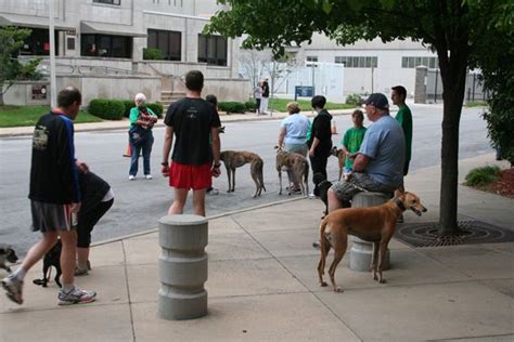 Greyhound is strict about the animals it allows on its buses. Greyhound Pets of America - Springfield, MO took part in ...