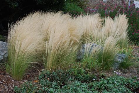 Réussir la plantation d’une Stipa tenuissima – Jardin Pratique