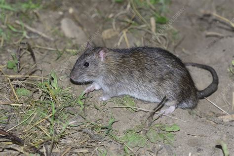 Brown Rat Stock Image C0524408 Science Photo Library
