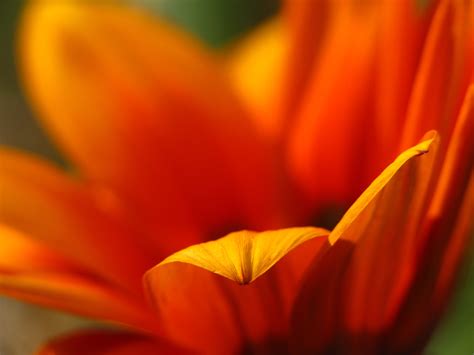 Macro Photography Of Orange Osteospermum Flower Una Hd Wallpaper