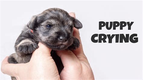 Puppy Crying Sound Puppies Crying Sound Effect To Attract Your Dog
