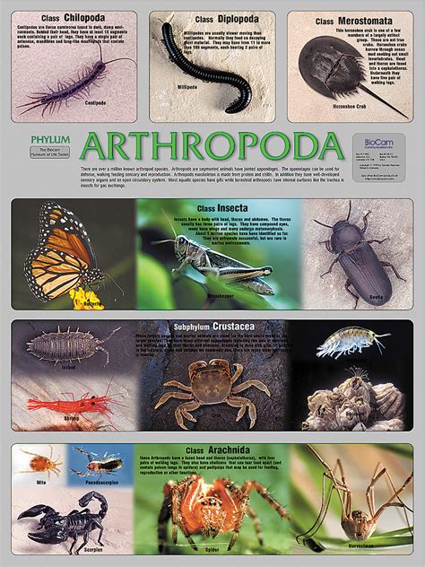Arthropoda Phylum Poster Flinn Scientific