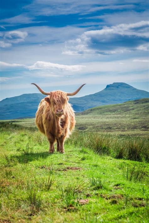 Grazing Highland Cow In Isle Of Skye In Scotland Stock Photo Image Of