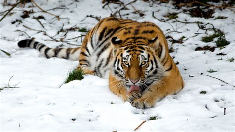 Tiger In Snow Wallpapers Hd Wallpapers Id 24197