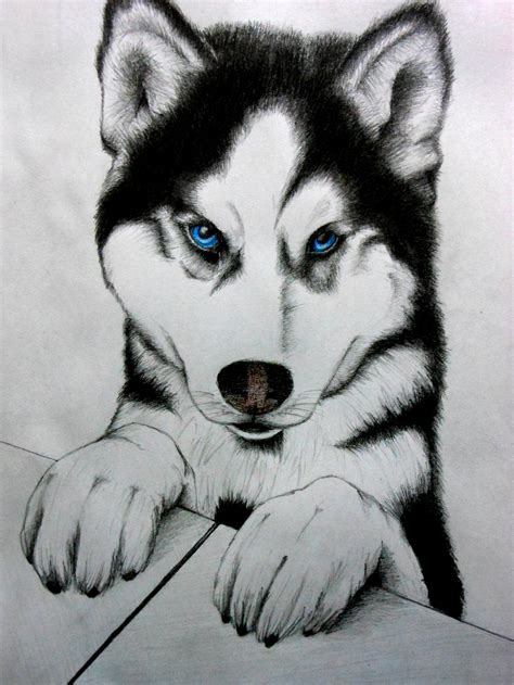 Cartoon Cute Husky Puppy Drawing Easy Aesthetic Guides