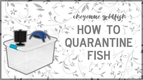 How To Quarantine Fish Cheyenne Goldfish Youtube