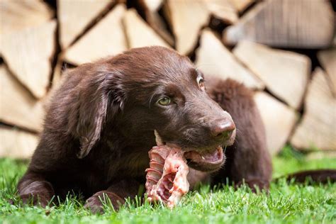 Long before we started offering raw meats for your pets. The Raw Truth on Raw Dog Food Diets | Australian Dog Lover