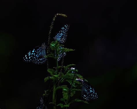 The Glowing Butterflies Smithsonian Photo Contest Smithsonian Magazine