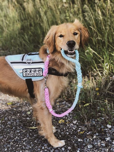Pin By Hannahniah Marin On Service Dogs Golden Retriever Service Dog