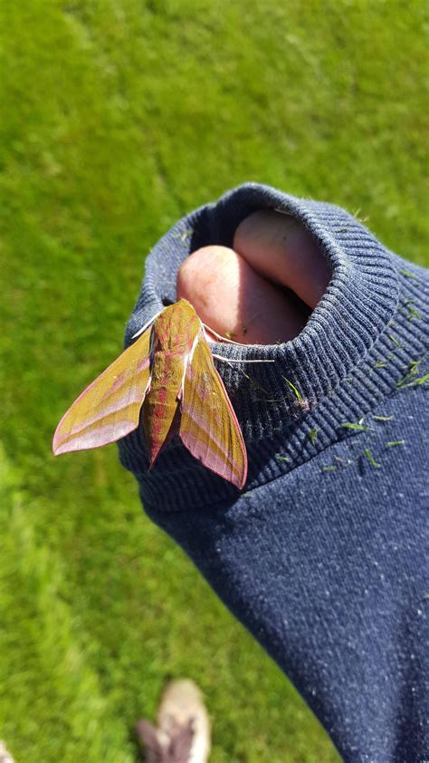 Cerura liturata is a moth of the family notodontidae described by francis walker in 1855. Moth found in Norway with hot pink belly and pure white ...