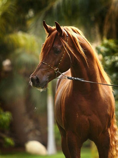 Arabian Beautiful Arabian Horses Different Horse Breeds Beautiful