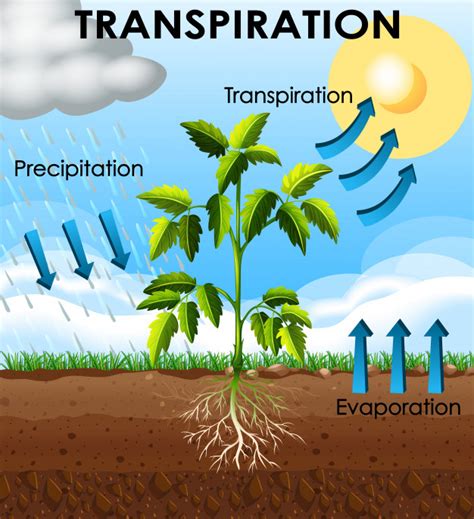 Diagrama que muestra la transpiración de la planta. | Vector Gratis