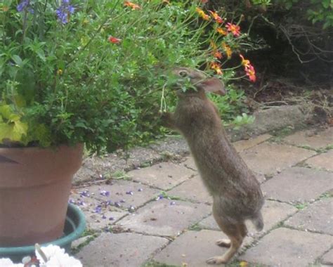 How To Keep Rabbits From Eating My Vegetable Garden Garden Likes