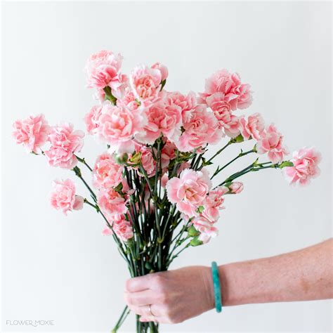 Light Pink Mini Carnations Diy Wedding Flowers Flower Moxie