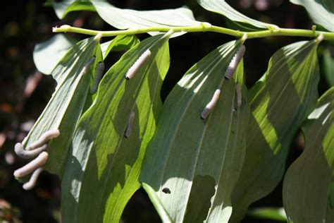 Maybe you would like to learn more about one of these? Solomons-seal Sawfly | NatureSpot