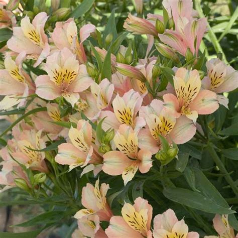 This plant is hardy to zone 5, so you can enjoy in the garden and in bouquets. Pin on Garden Ideas