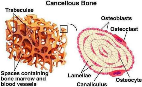 Pin By Lisa Jones On Histologytissue System Cancellous Bone Basic