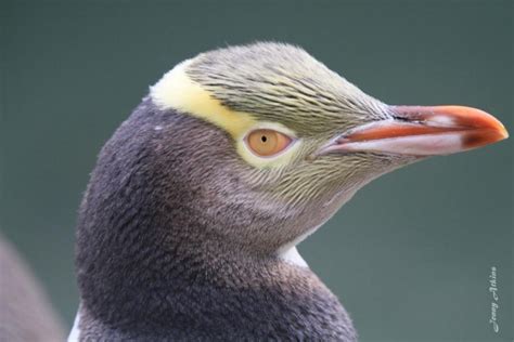10 Fakta Unik Penguin Si Burung Gemas Dari Kutub Selatan