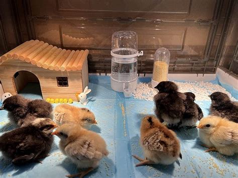 when to move chicks from incubator to brooder