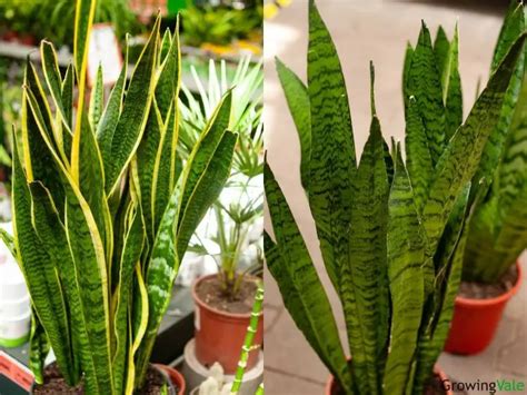 Best Snake Plant Varieties And Types You Can Grow Growingvale
