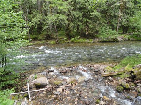 1outdoorsman Ford Pinchot National Forest Camping With Elk