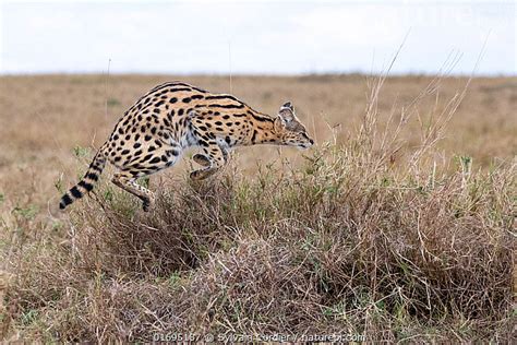 Stock Photo Of Female Serval Leptailurus Serval Leaping Four Meters