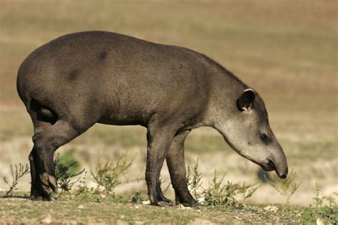 35 Amazing Brazilian Animals You Can Spot On Your Travels