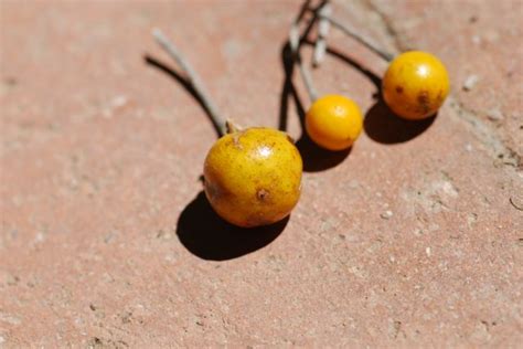 Seed Of The Week Solanum Growing With Science Blog