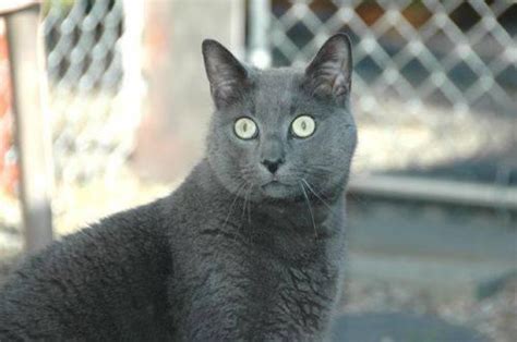 Russian Blue Smokey Medium Adult Female Cat For Sale In